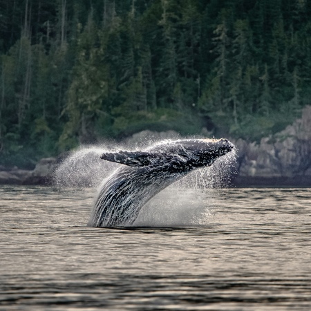 Baby Humpback Breach 