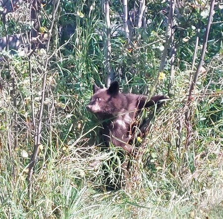 Black Bear Cub