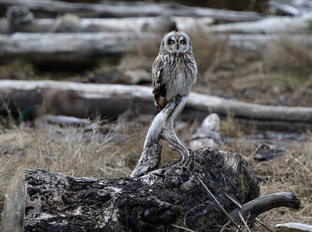 Short-eared Owl