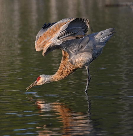 Sandhill Crane Drinking