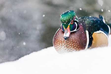 Wood Duck in the snow