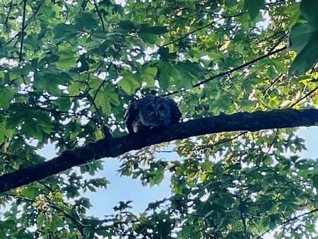 Barred owl