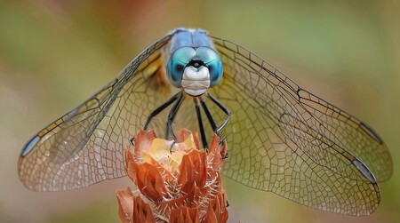 Dragonfly Blue Dasher