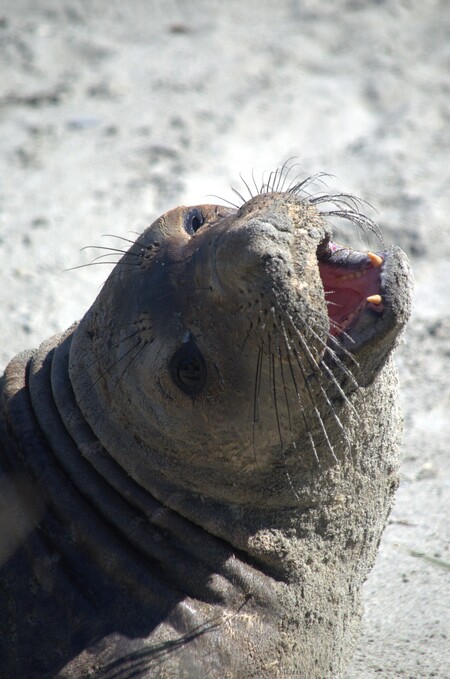 Elephant Seal