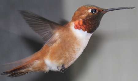 Rufus Hummingbird