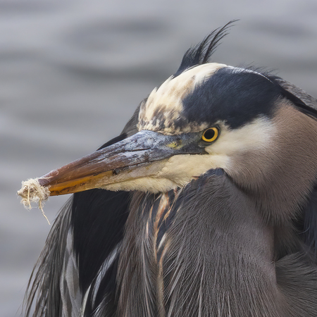 Beak Fluff