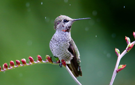 Hummingbird