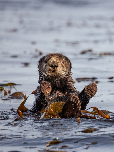 Otter wave back