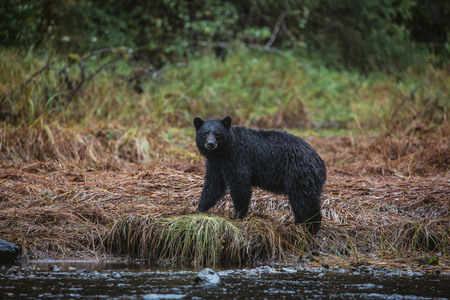 Black Bear In the Rain