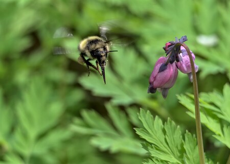 Buzzin' Round the Bleeding Heart