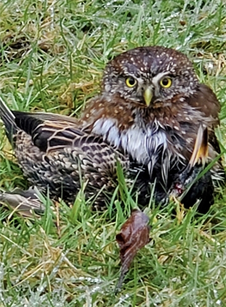 Northern Pygmy Owl