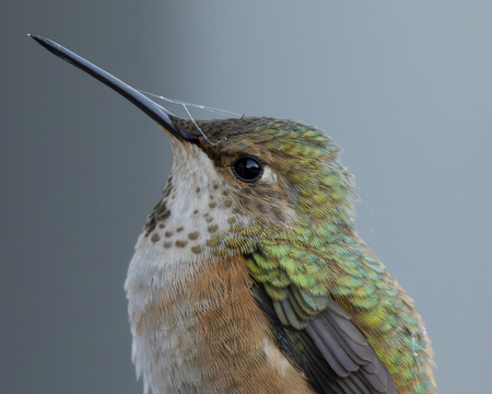 Spiders-web Hummingbird!