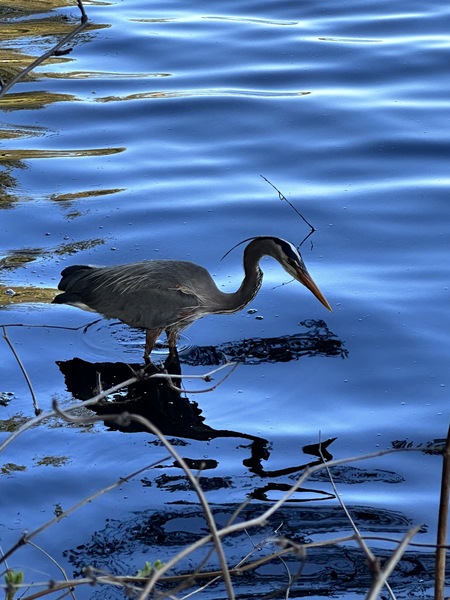 Heron In Lost Lagoon