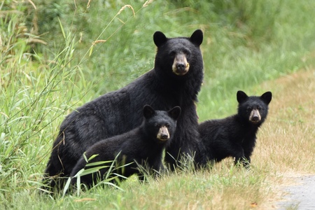 Black Bear Family