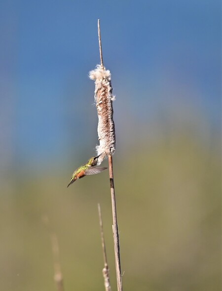 Rufus hummingbird using cattails as nesting materials