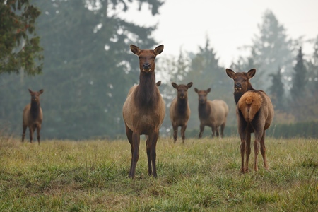 Being watched by the Herd