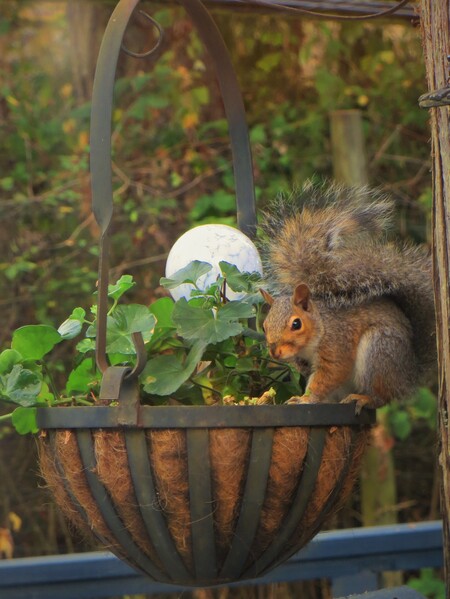 mmm..Yes, I Like Eating  Your Geranium Leaves.