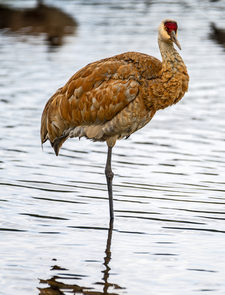 Sandhill Crane 