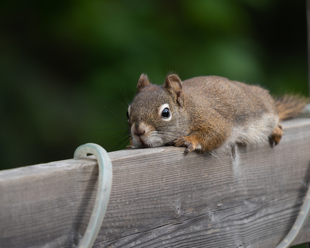 American Red Squirrel 