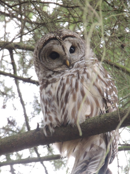 Barred owl resting on my driveway tree