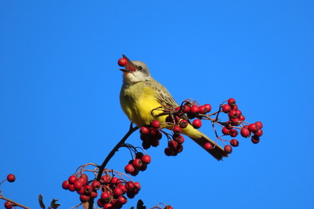 Tropical Kingbird