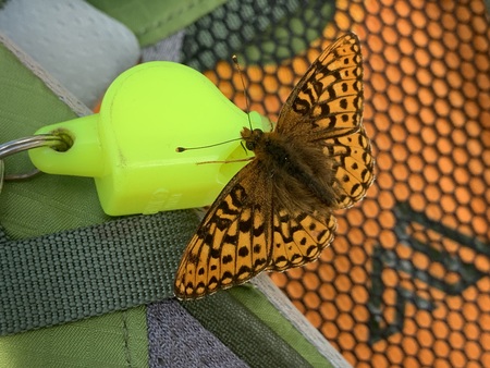 Orange Butterfly: Attraction or Camouflage