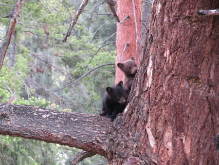 Peek a boo bears