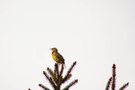 Morning Meadow Lark