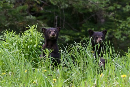 3 curious ones