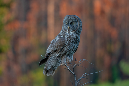 Great Grey Owl Hunts