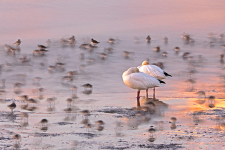 Rest and Repast on the Pacific Flyway.