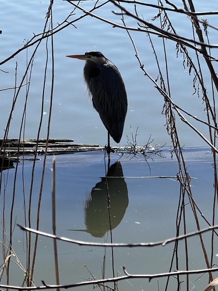 Reflecting 