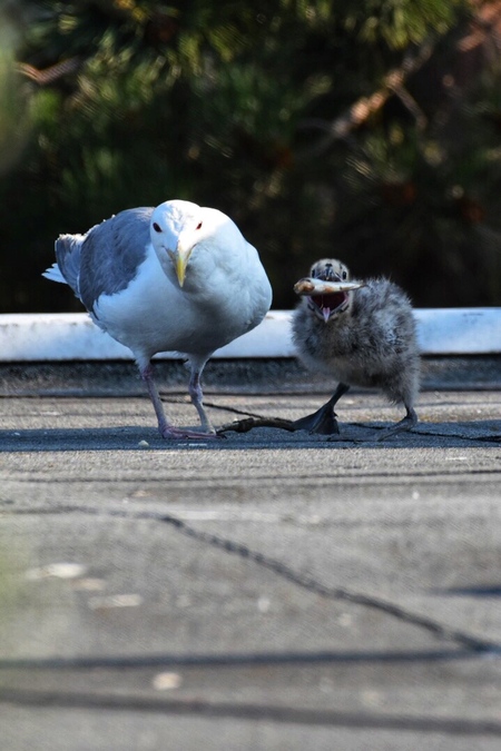 Proud Papa feeding his chick