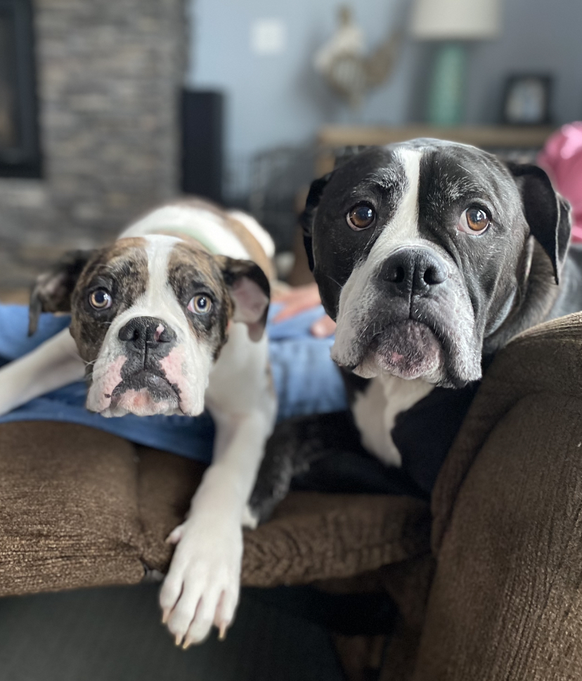 Vote for Quinn & Jackson American Bulldog Rescue Calendar Contest