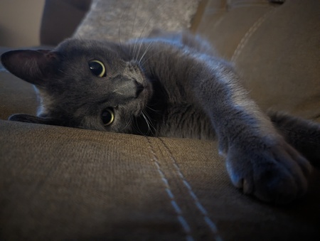 Koda
