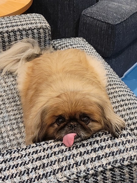 MiMi