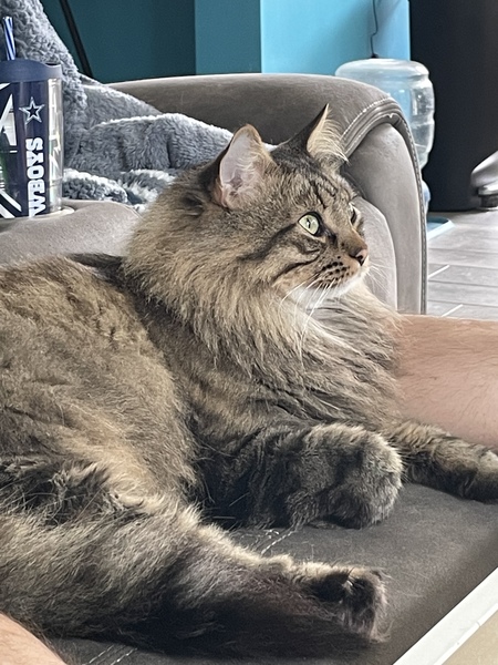 Odin