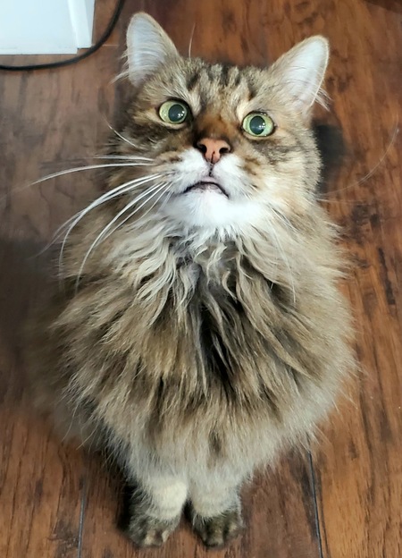 Prince