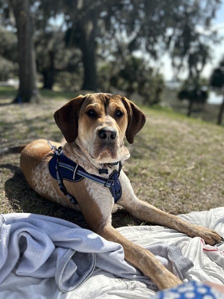 DiNozzo