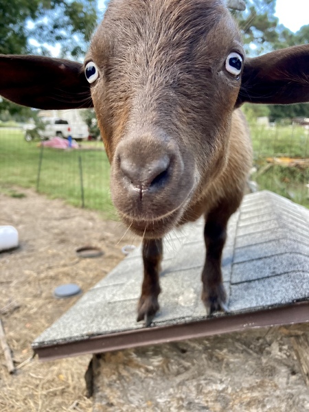 Mr. Buck 