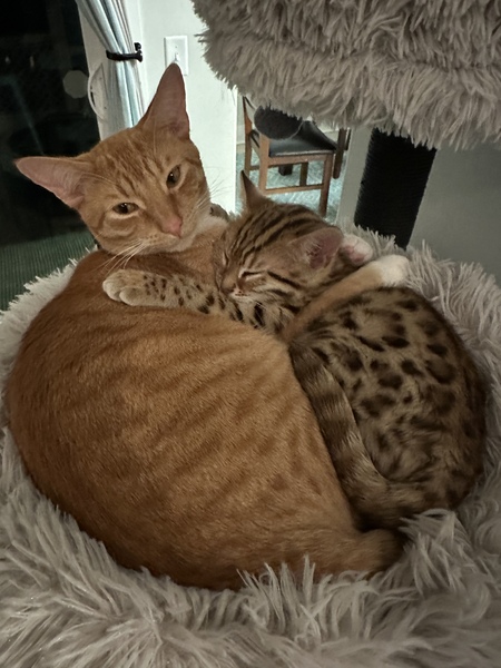 Patton & Julius