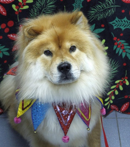 Gaston