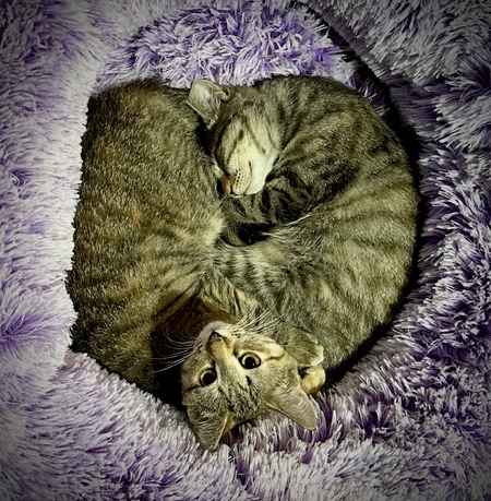 Mercy and Katla