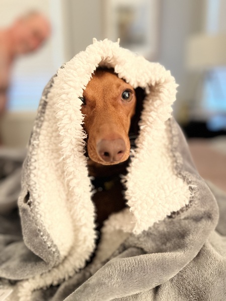 Arlo