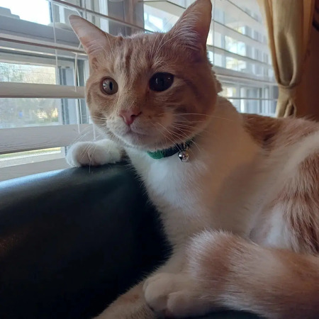 Otis