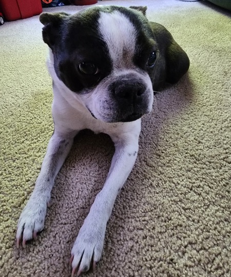 Mocha