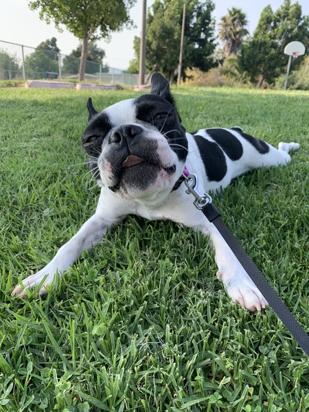 Moosie