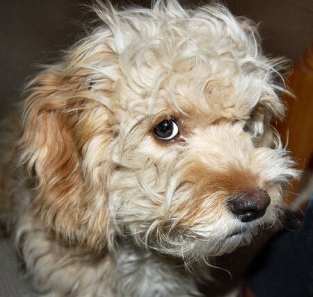 Oliver