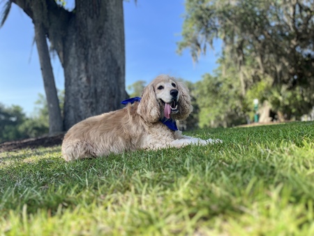 Sammy