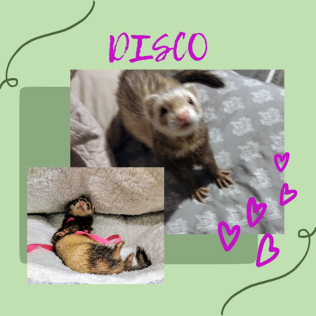 Disco!